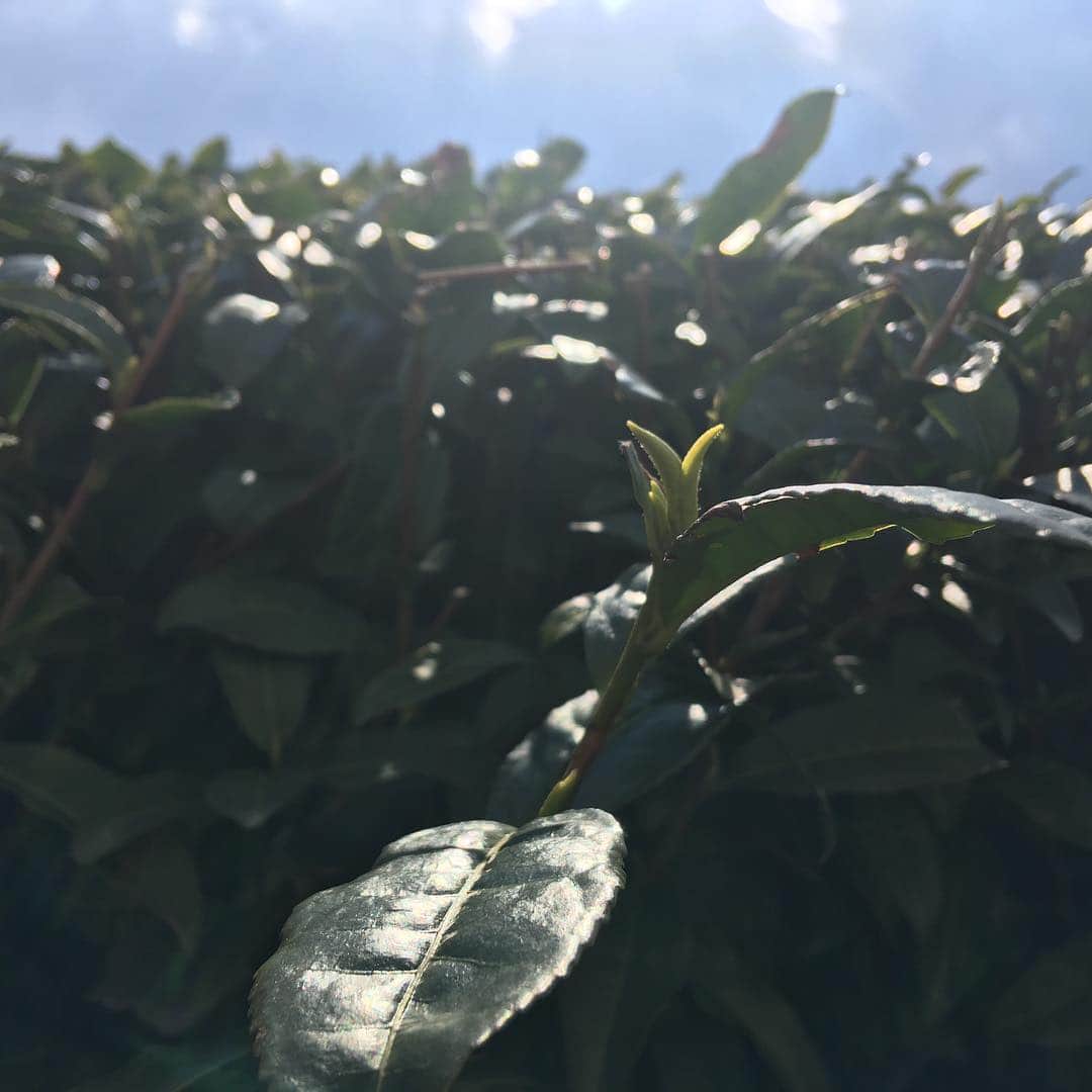 一保堂茶舗さんのインスタグラム写真 - (一保堂茶舗Instagram)「Tea trees are beginning to bud!  #ippodotea #kyoto #tea #一保堂茶舗 #茶園 #2019新茶」4月5日 10時46分 - ippodotea