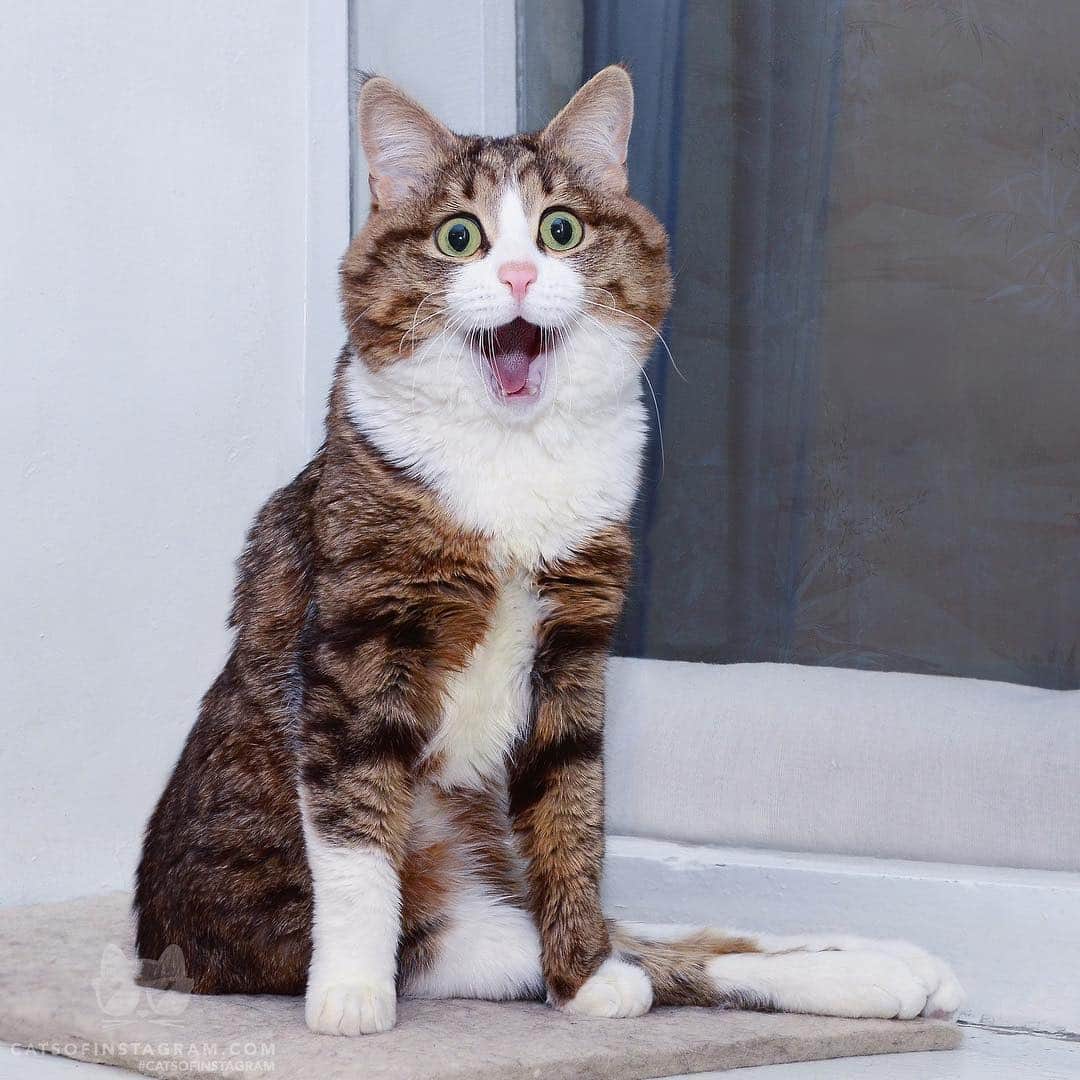 Cats of Instagramさんのインスタグラム写真 - (Cats of InstagramInstagram)「From @rexiecat: “Is that a treat for me!?” #twitterweek #catsofinstagram」4月5日 10時43分 - cats_of_instagram