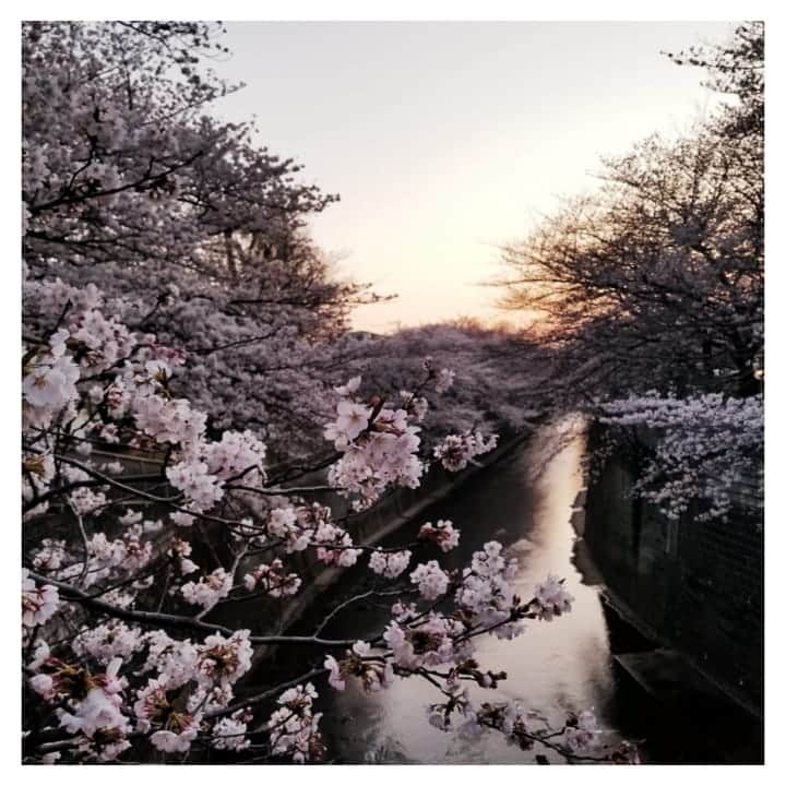 furryrate officialのインスタグラム：「Cherry-blossom viewing🌸🌸 . It's fantastic and very beautiful😌 . . 今週末はお花見で決まり🌸✨ . #furryrate #furry #ファーリーレート #ファーリー #flower #cherryblossom #お花見 #桜 #春 #川 #桜並木」