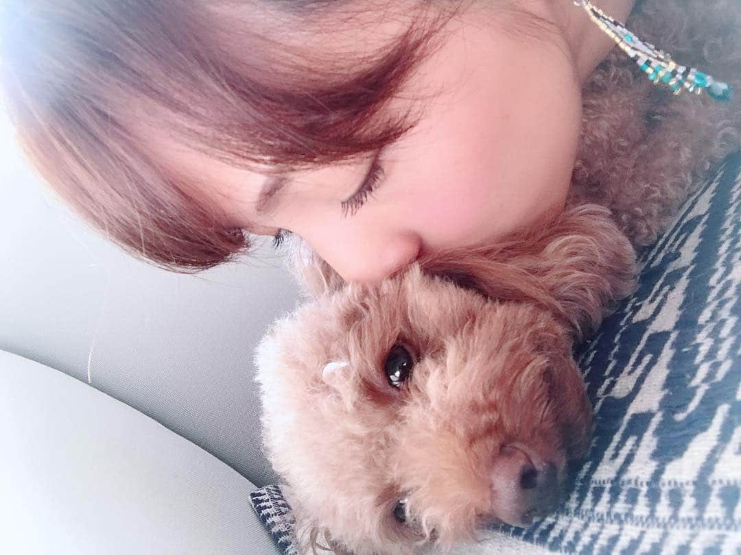 新井利佳さんのインスタグラム写真 - (新井利佳Instagram)「いってきます〜🐶💕いい子でね✨ Coco不去喲〜乖乖看家唷🙏😌🐶 #coco #dog #doglife #cutegirl #mybaby #family #loveyou #kissinggirls #puffy #toypoodle #toypoodlered #day #life #thailand #bangkok #bangkoklife #school #language #狗 #貴賓狗 #紅貴賓 #曼谷 #泰國 #泰國生活 #新井利佳 #親一個 #我出門嘍 #乖乖 #モフモフ #癒し」4月5日 10時53分 - rika.arai