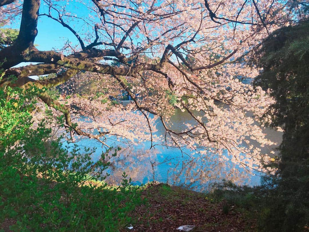 北原里英さんのインスタグラム写真 - (北原里英Instagram)「はじめての新宿御苑👌🏻 お馴染みのひとたちとお花見🌸 今年は長くさくらが楽しめて とってもいいですね◎ . . #桜 #さくら #cherryblossom #🌸 #新宿御苑 #高城亜樹 #内田眞由美」4月5日 22時00分 - rie_kitahara_3