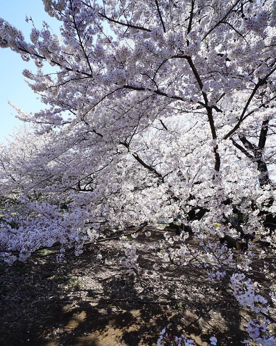 masayaさんのインスタグラム写真 - (masayaInstagram)「Kinuta Park Tokyo 砧公園」4月5日 21時59分 - moonlightice
