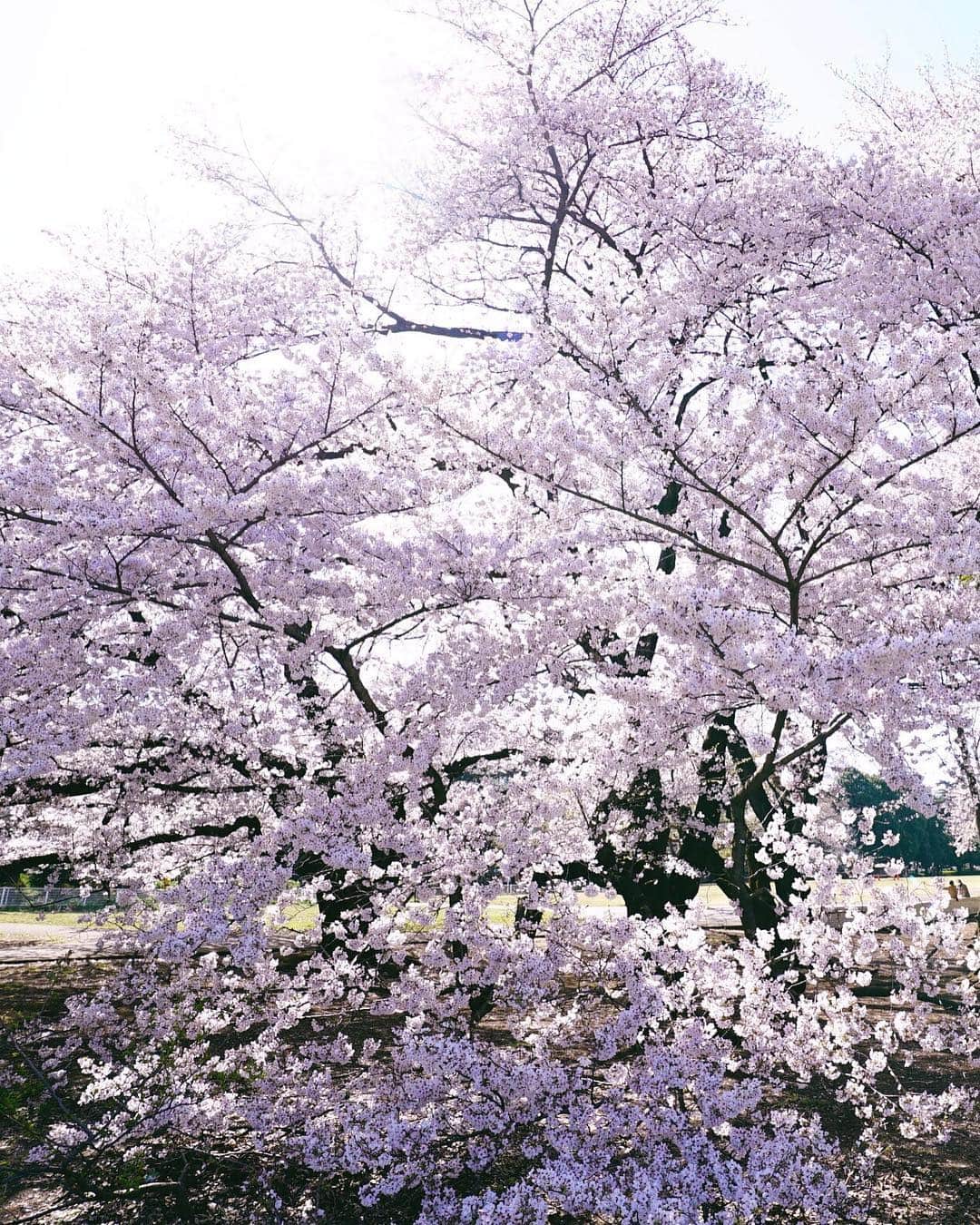 masayaさんのインスタグラム写真 - (masayaInstagram)「Kinuta Park Tokyo 砧公園」4月5日 21時59分 - moonlightice