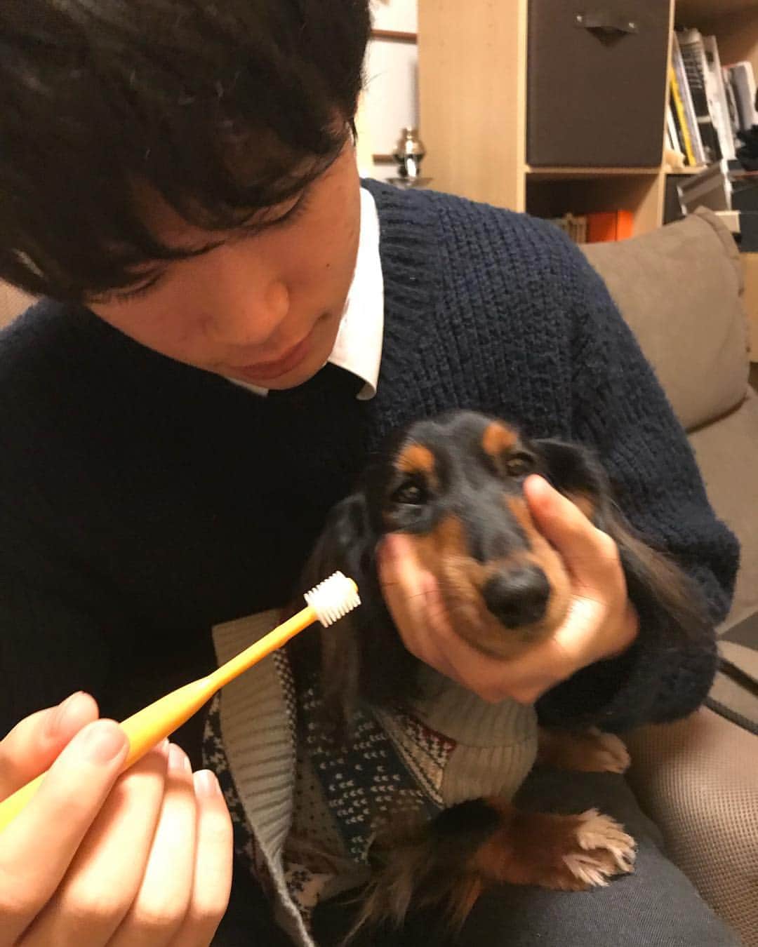 すしらーめん《りく》のインスタグラム：「（…ハミガキ…イヤダッ‼︎‼︎‼︎） 断じて口を開かないウェーブ氏。 #dog #かわいい #いぬすたぐらむ」