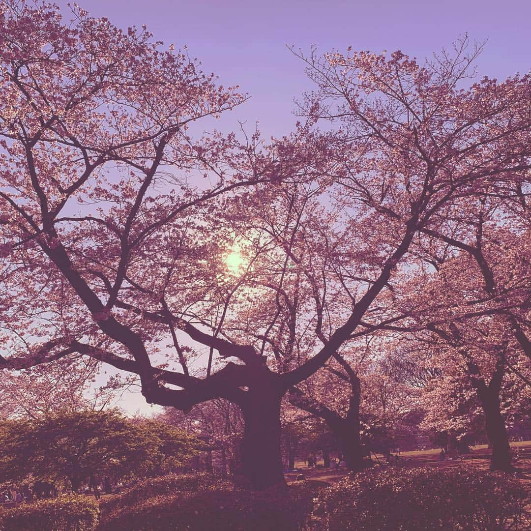 YOSHIKIさんのインスタグラム写真 - (YOSHIKIInstagram)「Beautiful.. いつかまた日本に住みたい。 戦いが終わったら.. In #Tokyo #Japan. #cherryblossom #桜」4月5日 21時57分 - yoshikiofficial