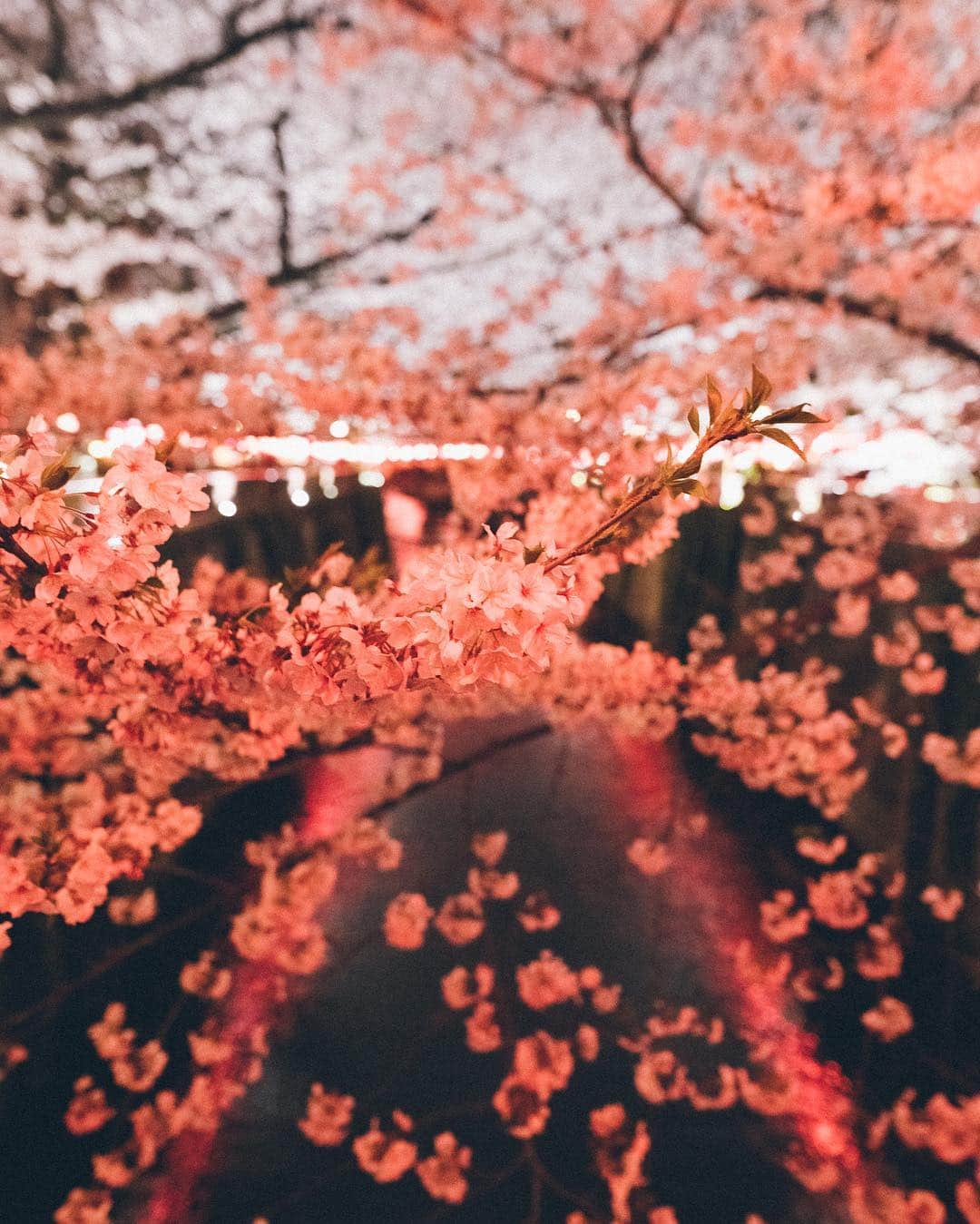 Yuma Yamashitaのインスタグラム：「Nakameguro #inspirationcultmag」