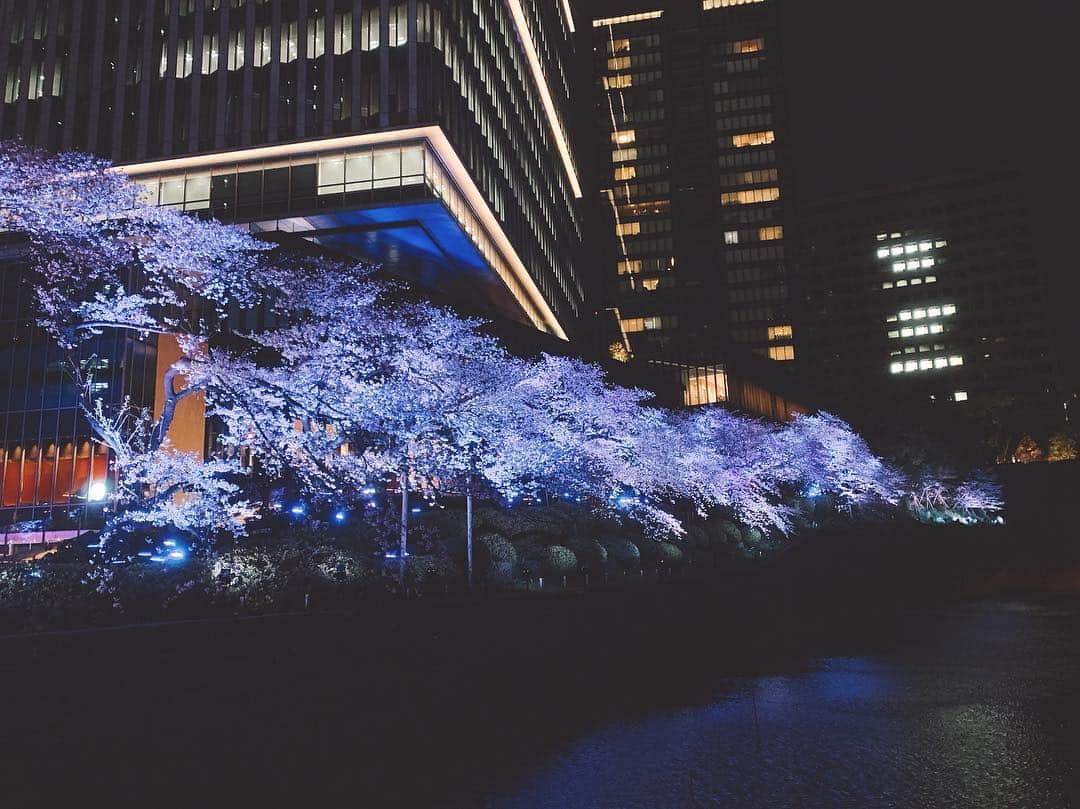 志摩夕里加のインスタグラム：「🌸🌠🌸🌠 仕事帰りにお花見🌸 ライトアップも綺麗でした👏👏 花見と言っても写真撮っただけです🤳 ・ ・ #夜桜 #桜 #桜並木 #紀尾井町 #お花見 #お花見日和 #🌸 #cherryblossom #iPhoneで撮影 #春が来た #紀尾井町ガーデンテラス」