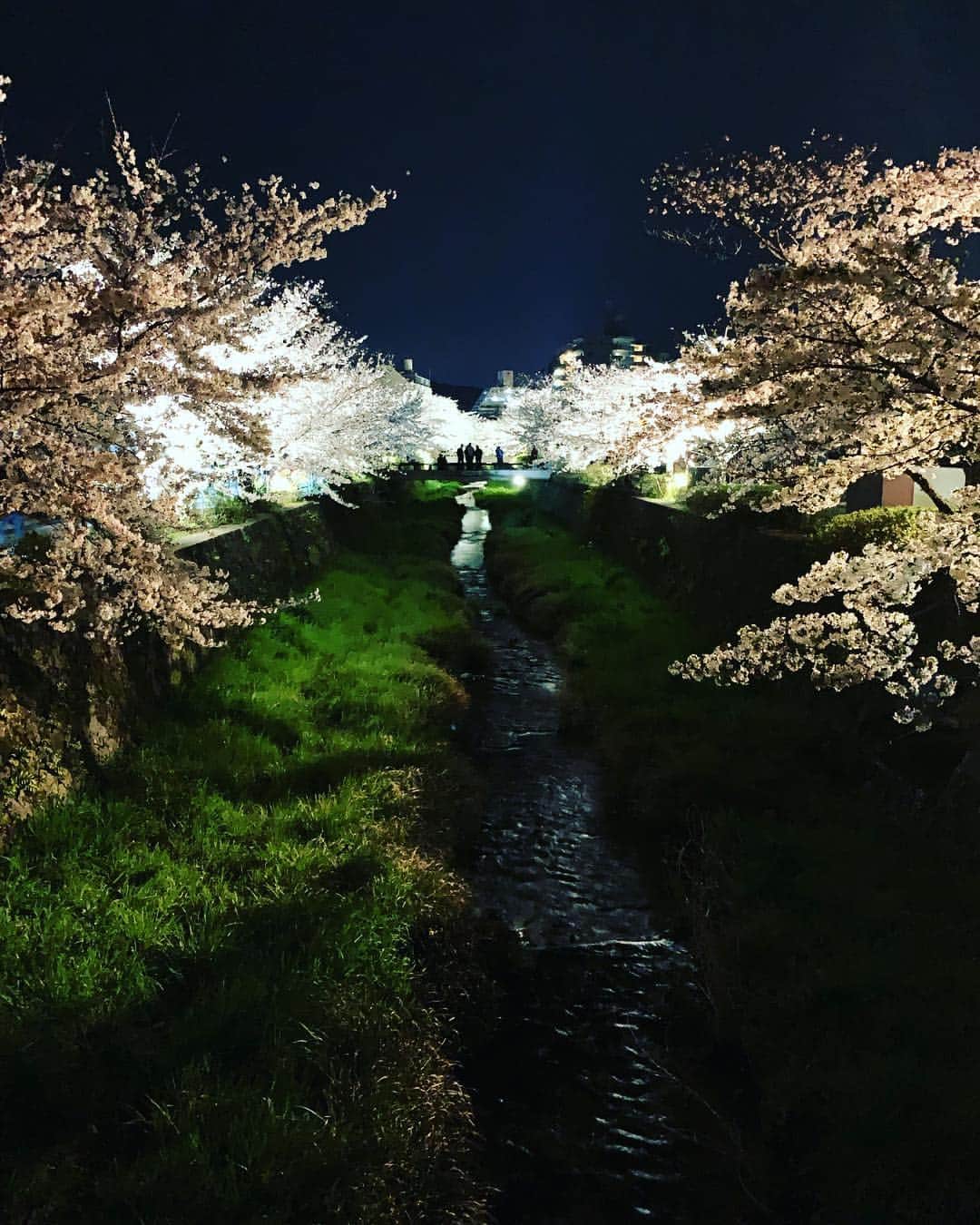のインスタグラム：「Night Cherry Blossoms !!! in YAMAGUCHI  この川の四季がすごくいい❗️ 初夏のホタルもいい。 これが街中の川というのが山口の良いところ✨  #夜桜 #桜 #cherryblossom  #山口市 #一ノ坂川」