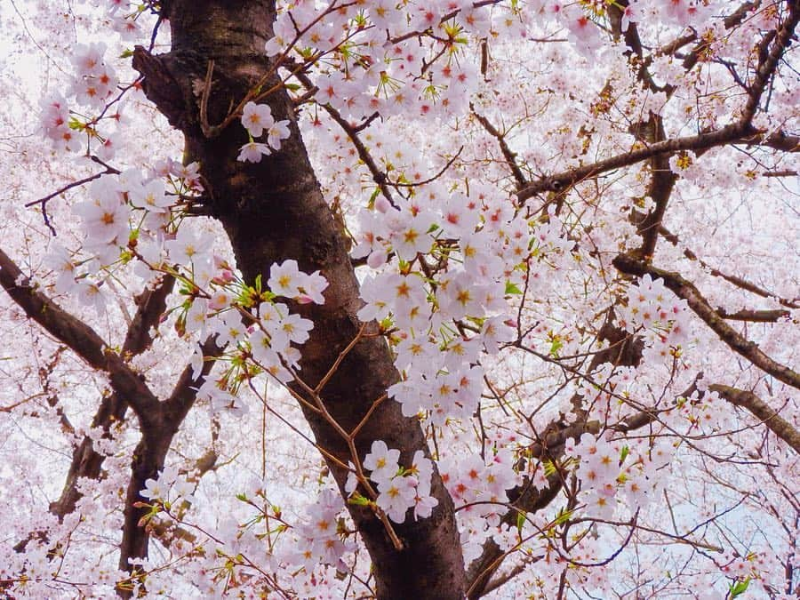 長澤佑香さんのインスタグラム写真 - (長澤佑香Instagram)「‎⋆ お花見のときの写真🌸 あいつんかめら📸ありがとう☺️ はあ桜と柴犬って最高..... ‎⋆ ‎⋆ #お花見 #桜 #日本の春 #春 #柴犬 #sakura #cherryblossom #art_of_japan #japanesegirl #pink #shibainu」4月5日 20時33分 - ykngsw