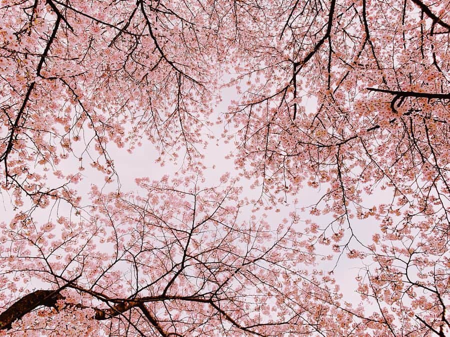 長澤佑香さんのインスタグラム写真 - (長澤佑香Instagram)「‎⋆ お花見のときの写真🌸 あいつんかめら📸ありがとう☺️ はあ桜と柴犬って最高..... ‎⋆ ‎⋆ #お花見 #桜 #日本の春 #春 #柴犬 #sakura #cherryblossom #art_of_japan #japanesegirl #pink #shibainu」4月5日 20時33分 - ykngsw
