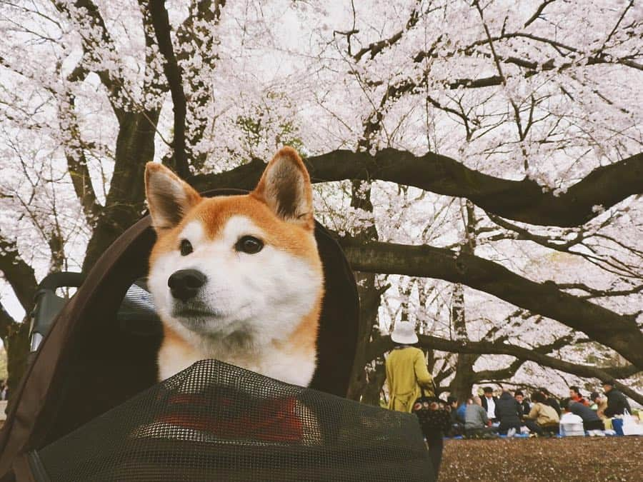 長澤佑香さんのインスタグラム写真 - (長澤佑香Instagram)「‎⋆ お花見のときの写真🌸 あいつんかめら📸ありがとう☺️ はあ桜と柴犬って最高..... ‎⋆ ‎⋆ #お花見 #桜 #日本の春 #春 #柴犬 #sakura #cherryblossom #art_of_japan #japanesegirl #pink #shibainu」4月5日 20時33分 - ykngsw