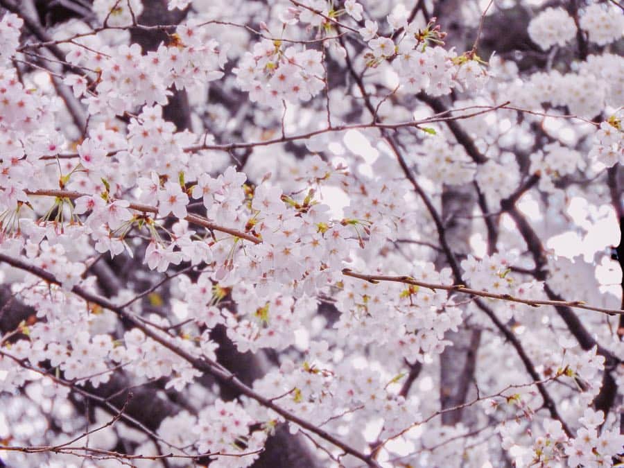 長澤佑香さんのインスタグラム写真 - (長澤佑香Instagram)「‎⋆ お花見のときの写真🌸 あいつんかめら📸ありがとう☺️ はあ桜と柴犬って最高..... ‎⋆ ‎⋆ #お花見 #桜 #日本の春 #春 #柴犬 #sakura #cherryblossom #art_of_japan #japanesegirl #pink #shibainu」4月5日 20時33分 - ykngsw