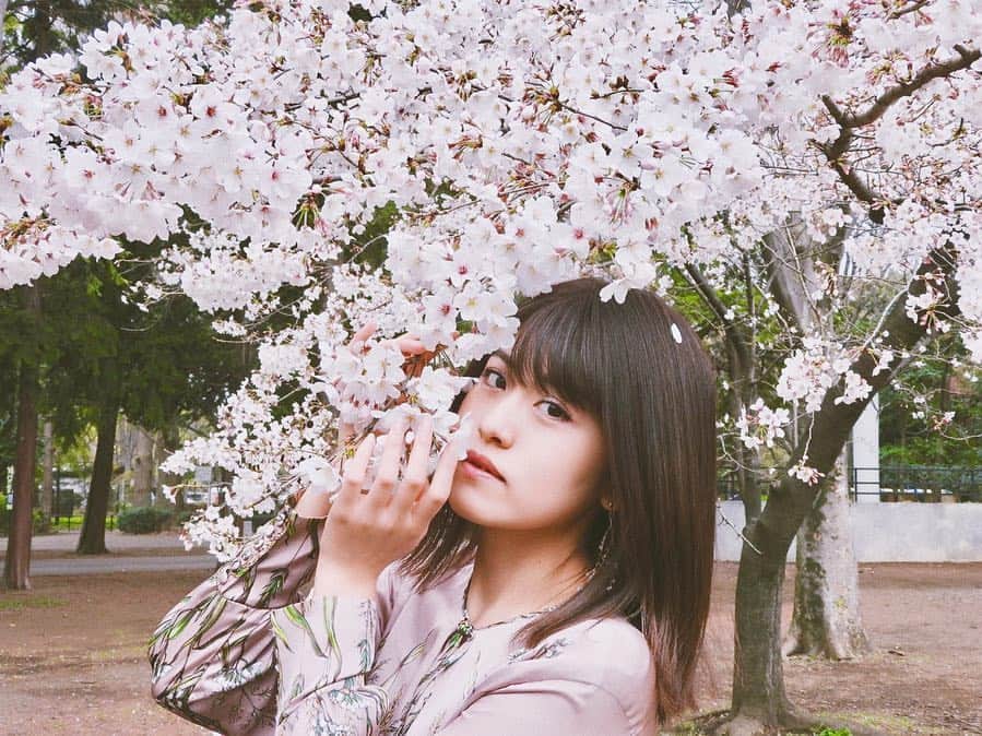 のインスタグラム：「‎⋆ お花見のときの写真🌸 あいつんかめら📸ありがとう☺️ はあ桜と柴犬って最高..... ‎⋆ ‎⋆ #お花見 #桜 #日本の春 #春 #柴犬 #sakura #cherryblossom #art_of_japan #japanesegirl #pink #shibainu」