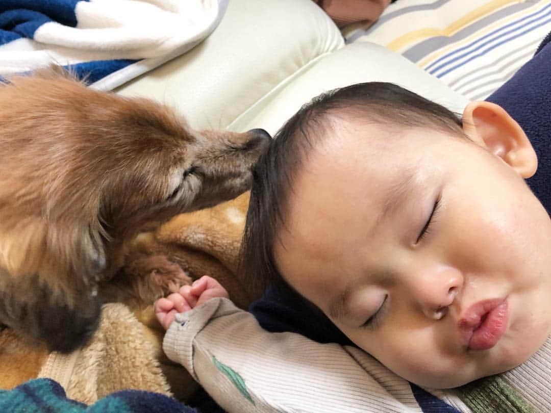 ᴋᴀɴᴀᴋöさんのインスタグラム写真 - (ᴋᴀɴᴀᴋöInstagram)「🐶💘👶🏻💋✨ 👶🏻が エアーちゅぱちゅぱ してたら… 🐶が 優しく寄り添ってくれた☺️ ほっこり❤️ * #犬と赤ちゃん#お昼寝#生後11ヶ月#生後350日」4月5日 20時35分 - kanakokko_34_