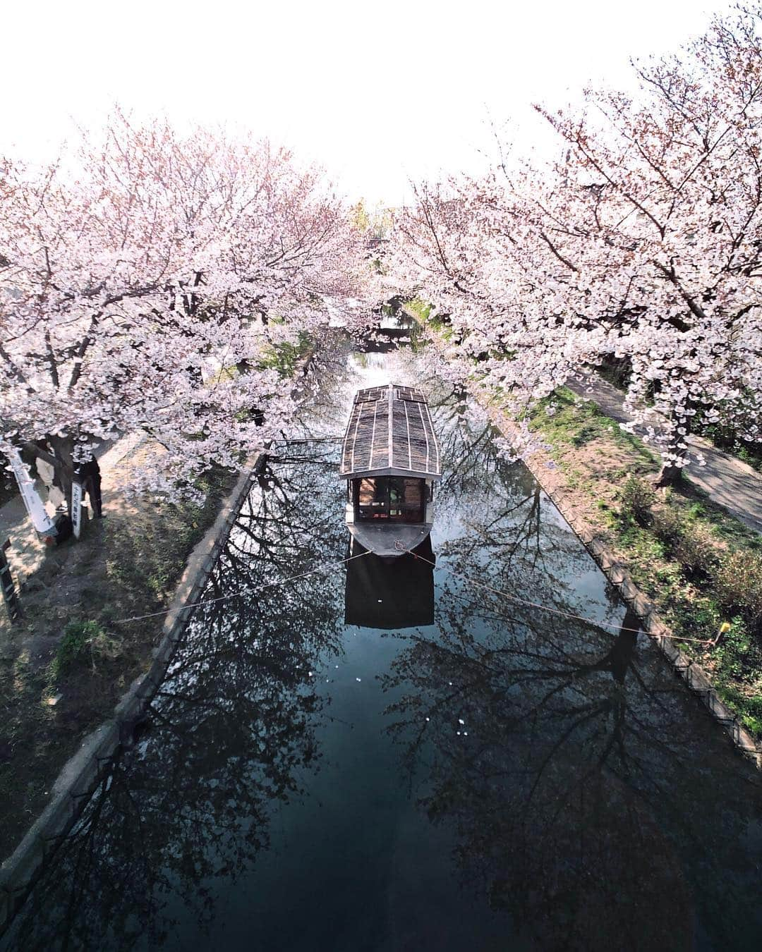 Koichiさんのインスタグラム写真 - (KoichiInstagram)「. . 🌸River cruise . . 📍#伏見十石舟 #京都 #Kyoto . #ShotOniPhone Attachment lens by @tokyo_grapher ZD Wide Pro 18mm #TG_Wide . #ShotOn_TG .」4月5日 20時38分 - koichi1717