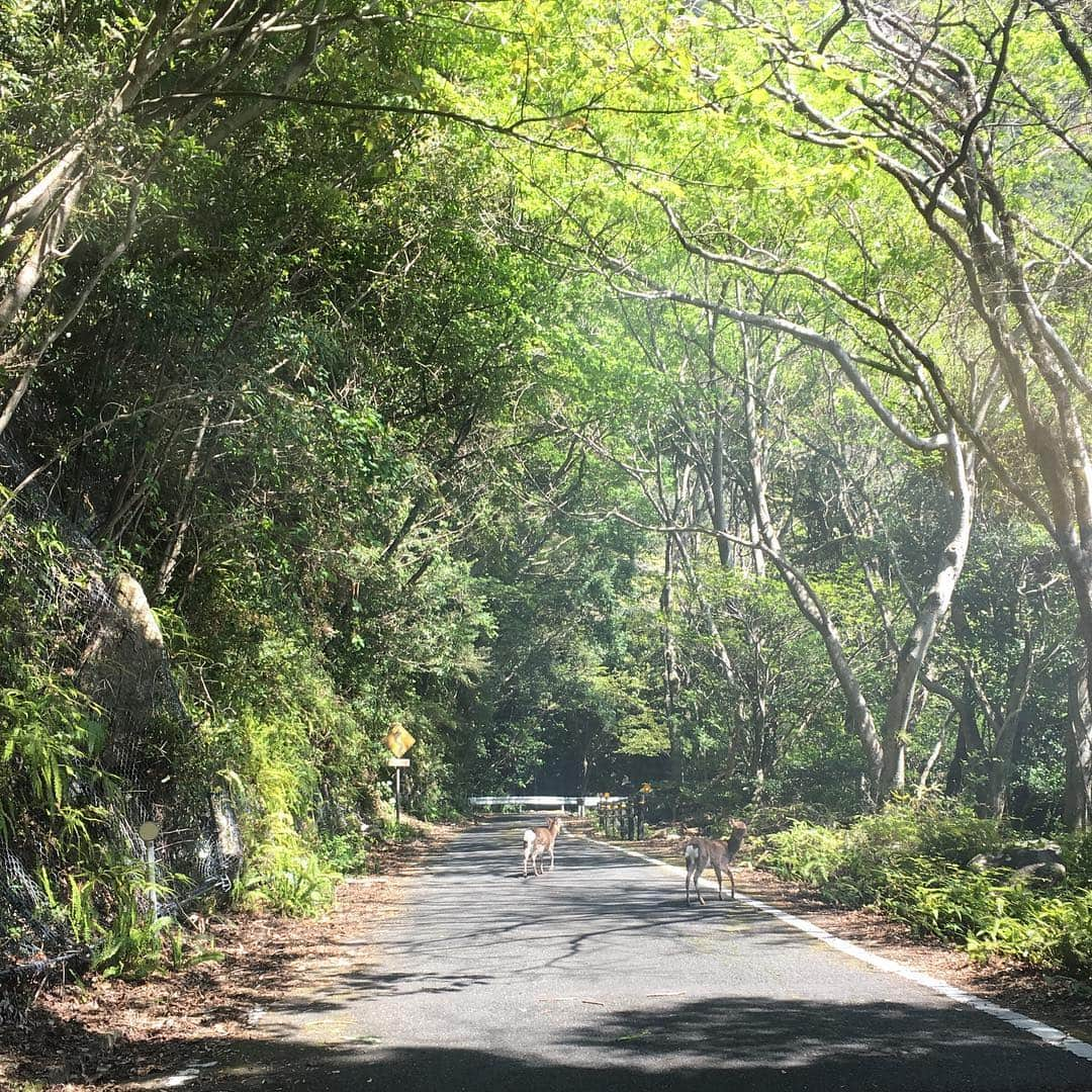 ありす & まりあさんのインスタグラム写真 - (ありす & まりあInstagram)「Yakushima 🦌 * 友人が移住した屋久島に上陸…ヤクシカ♡ *」4月5日 20時40分 - riesato.16