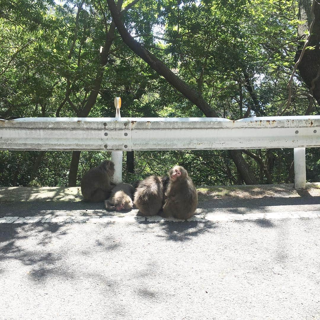 ありす & まりあさんのインスタグラム写真 - (ありす & まりあInstagram)「Yakushima 🦌 * 友人が移住した屋久島に上陸…ヤクシカ♡ *」4月5日 20時40分 - riesato.16