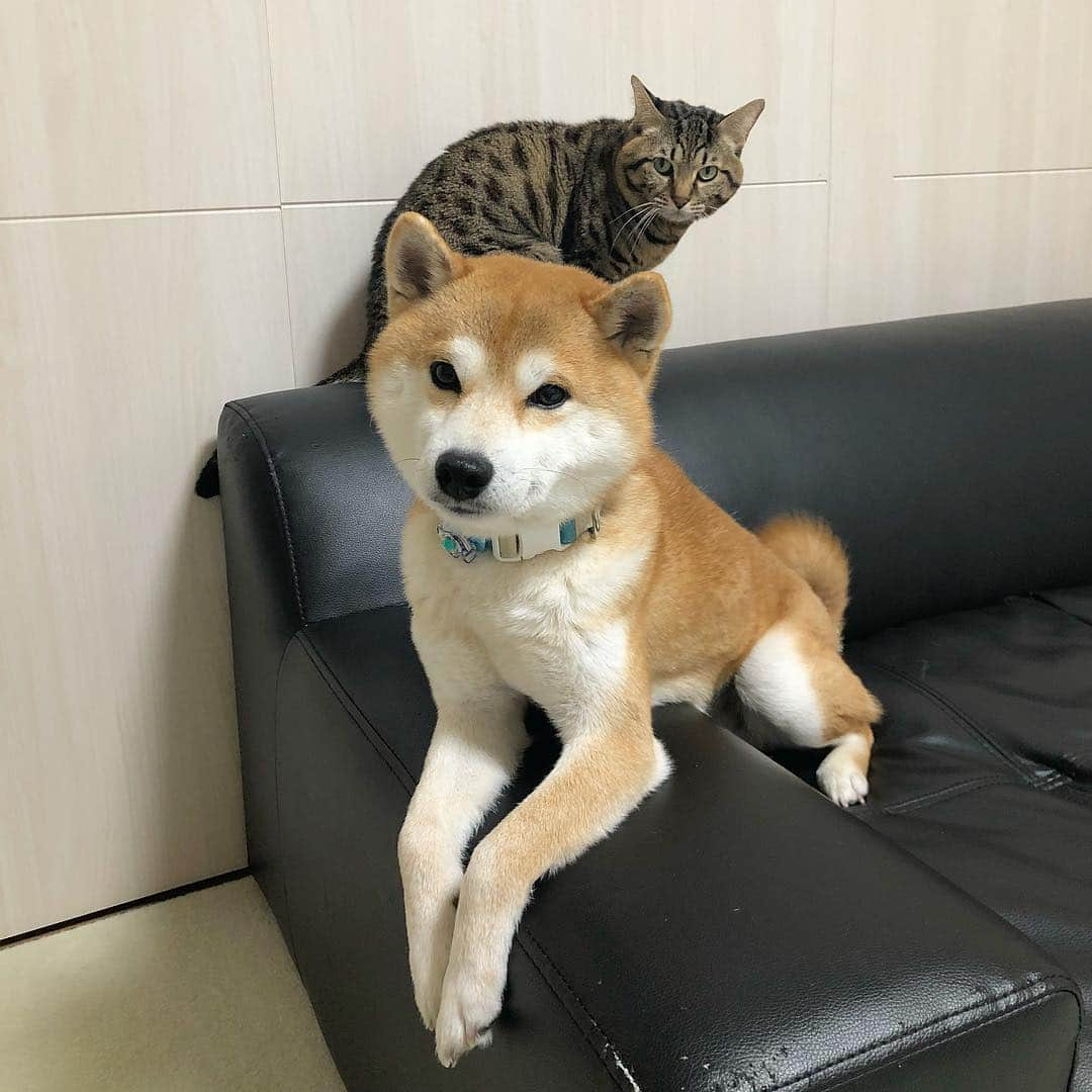 ゆうとろ（柴犬ゆうと猫のとろ）さんのインスタグラム写真 - (ゆうとろ（柴犬ゆうと猫のとろ）Instagram)「. #goodnight（JPN 20:50）Yu🐶Toro🐱 . #おやすみなさい #今週もお疲れ様でした #今日は暑かった #桜が一気に咲いて吹雪いてました」4月5日 20時52分 - yuandtoro