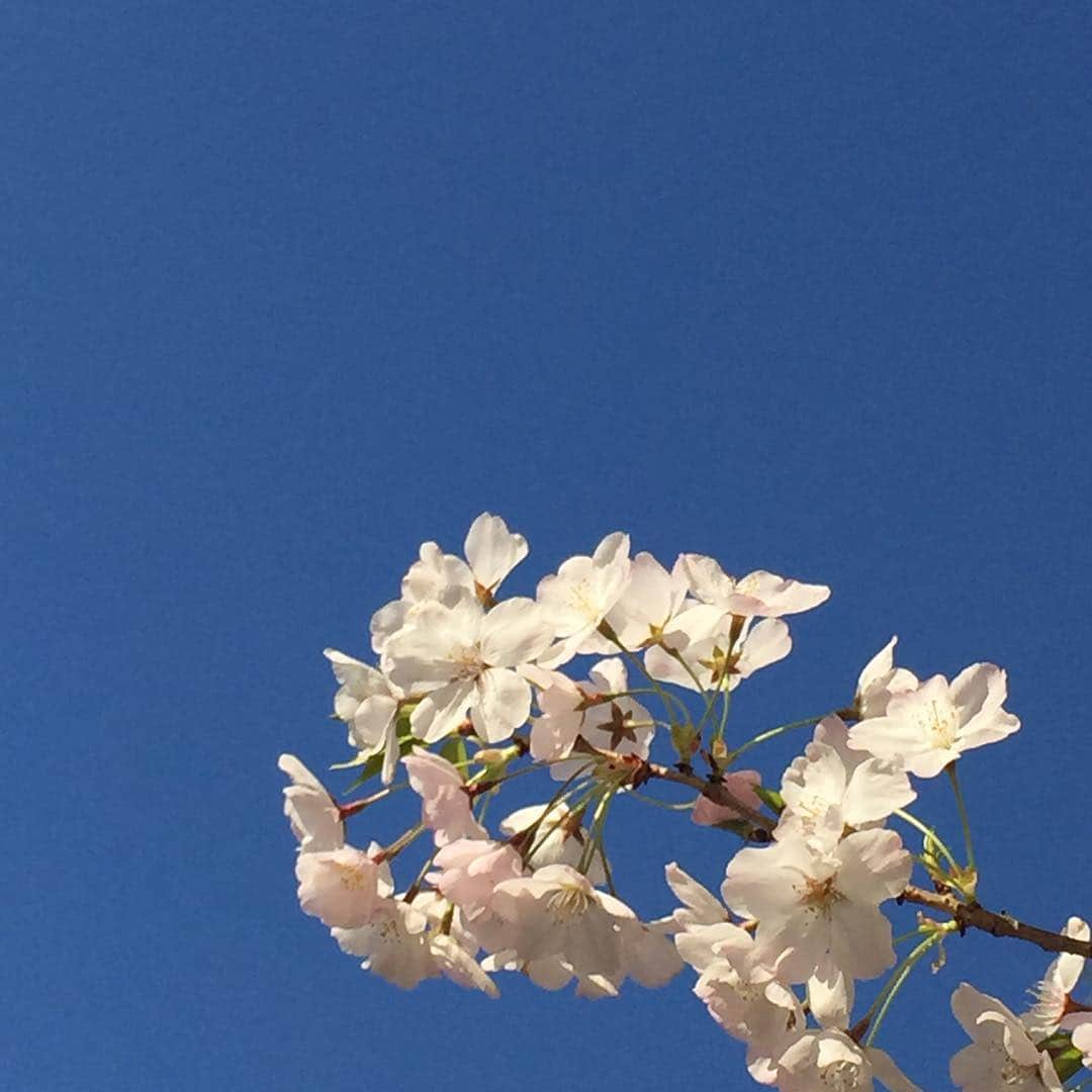 ふかしさんのインスタグラム写真 - (ふかしInstagram)「#桜 #sakura #さくら」4月5日 20時59分 - fukashi