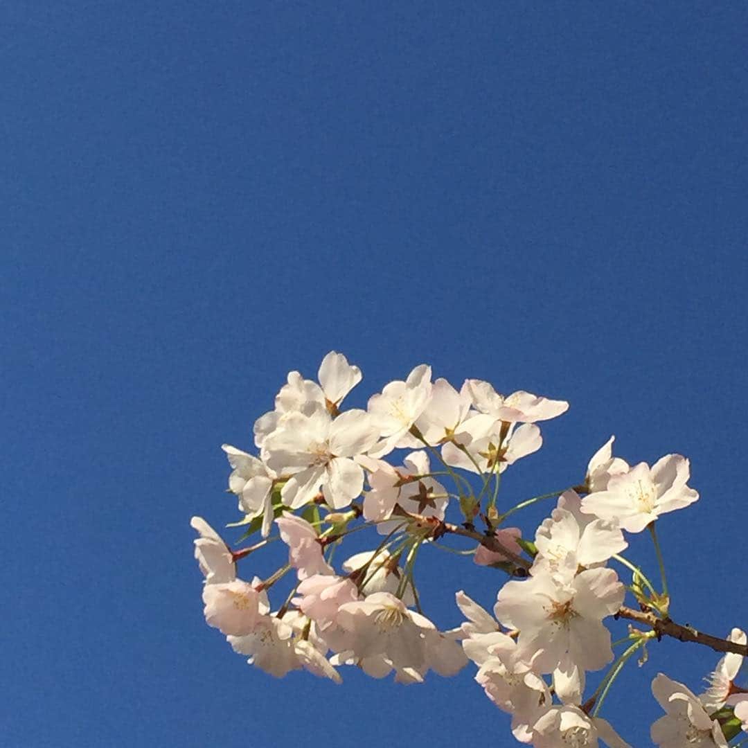 ふかしのインスタグラム：「#桜 #sakura #さくら」