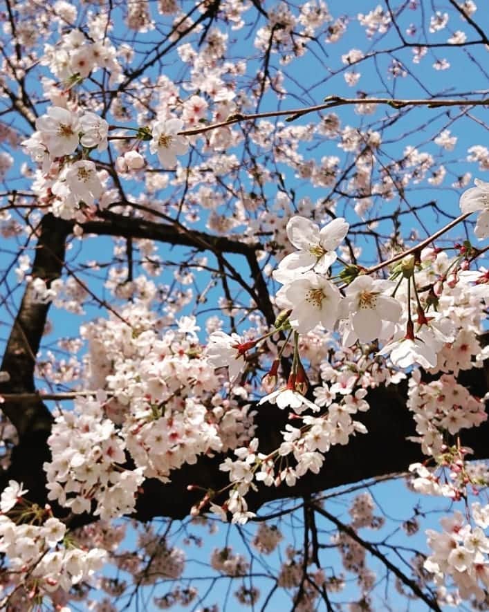 アーキ ホームライフさんのインスタグラム写真 - (アーキ ホームライフInstagram)「こんにちは😊 千里万博記念公園に行って来ました🐾  天気も良く絶好のお花見日和で桜がとっても綺麗でした🌸 万博公園にお越しの際は是非千里の展示場にもお越しください！(ツネモト)  #千里万博記念公園 #ホームライフ #homelife #アーキホームライフ #おしゃれな家 #こだわりの家 #home #house #family #桜  #花見 #太陽の塔 #🌸 #千里 #和泉 #福知山 #舞鶴 #豊岡 #加東 #加古川 #姫路 #はじめての家づくり #自然素材 #無添加」4月5日 21時00分 - archihomelife_after