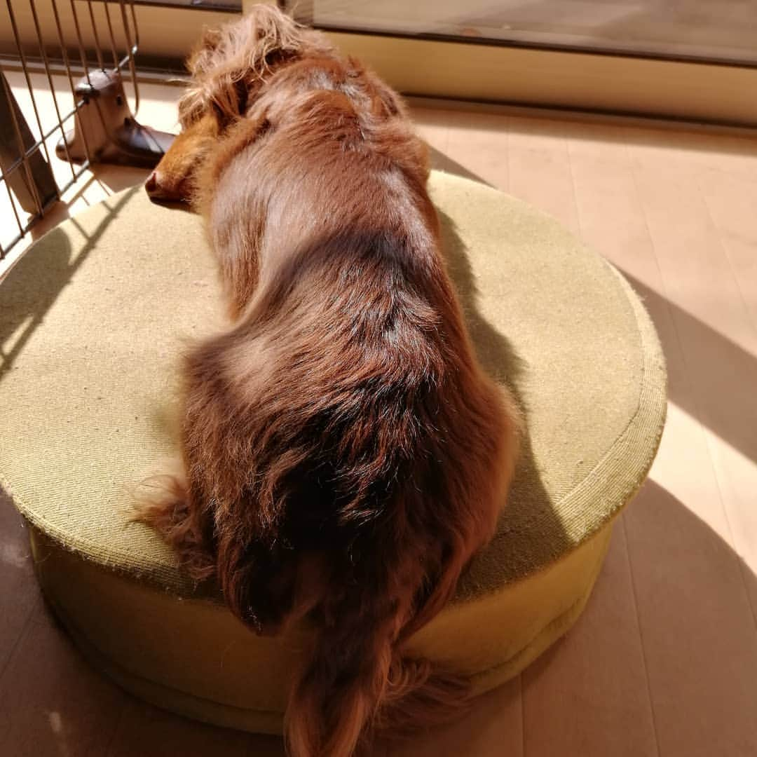 ななこさんのインスタグラム写真 - (ななこInstagram)「気持ち良し🌞 ※ ※ #犬 #愛犬 #ダックス #カニンヘン　 #dog #dachshund #dogstagram  #doxie #instadog #instadachshund  #petstagram #dachshundsofinstagram」4月5日 21時15分 - nanaco_dachs