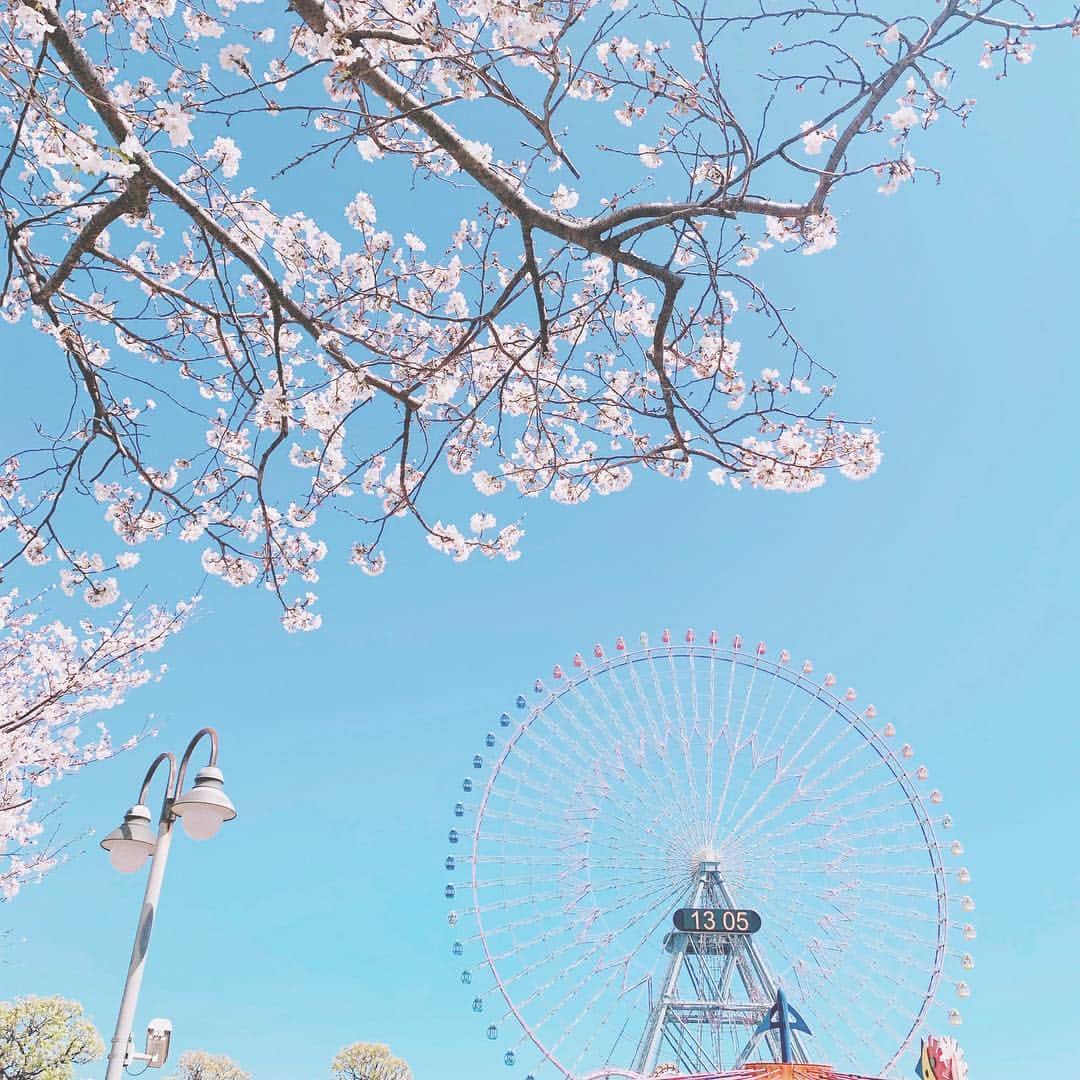 アニヴェルセル みなとみらい横浜 公式さんのインスタグラム写真 - (アニヴェルセル みなとみらい横浜 公式Instagram)「. みなさまこんばんは。 今日のみなとみらいは春の嵐でしたね。 お打ち合わせやご見学にいらっしゃった皆様も びっくりされたのではないでしょうか。 . 春らしいぽかぽか日和で桜も一気に花咲きましたよ。 明日からの週末、是非お花見にいらしてくださいね。 #ウェディング #ウエディング #アニヴェルセル #アニヴェルセルみなとみらい横浜 #アニヴェルセルみなとみらい #みなとみらい #桜木町 #汽車道 #みなとみらい散歩 #ブライダルフェア #ウェディングフェア #シーン #アニ嫁 #プレ花嫁 #marryxoxo #日本中のアニ嫁さんと繋がりたい #日本中のプレ花嫁さんと繋がりたい #お花見 #🌸 #コスモワールド」4月5日 21時12分 - anniversaire_minatomirai