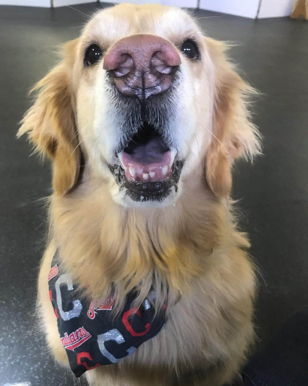 モヒートさんのインスタグラム写真 - (モヒートInstagram)「It’s #FriYAY so here’s a little crooked teefs smile. ------------------------------- #goldensofig #goldenretriever  #goldenretrieversofinstagram #betterwithpets #dogsofig  #dogsofinstagram #fluffypack #gloriousgoldens #welovegoldens #ilovemydog #goldenlife #bestwoof #ProPlanDog #ilovegolden_retrievers #mydogiscutest #retrieversgram #dogsofcle  #smile #happydog #crookedteeth #teef」4月5日 21時20分 - mojito_rose_family