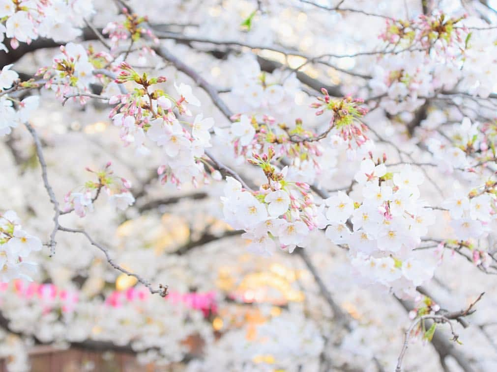 SHIHORINさんのインスタグラム写真 - (SHIHORINInstagram)「﻿ 桜まだ咲いてた〜🌸🍡💕﻿ 毎年恒例の目黒川💕﻿ お花見できてよかった😍﻿ ﻿ 綿あめのシャンパン飲んだり😋🥂🌸﻿ 明太オムそばとか色々食べすぎた🤤🤤🤤﻿ ﻿ ﻿ かほやんと @plume_mignon の新作ワンピ👗﻿ おそろいで着てたよ🌷﻿ まだ夕方ごろは寒くて2人してGジャンの下に﻿ ウルトラライトダウン忍ばせてた笑🤣💭←﻿ ﻿ ﻿ #目黒川#目黒川の桜#お花見#お花見🌸#桜#さくら#中目黒#シャンパン#綿あめ#中目黒桜#中目黒さくらまつり#中目黒桜祭り#sakura#cherryblossom」4月5日 21時20分 - shihoriiin49