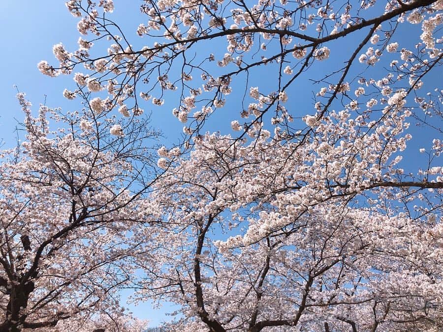 小谷津友里さんのインスタグラム写真 - (小谷津友里Instagram)「あゆみ、はなちゃん、やまさんとお花見したよ‪⸜(*ˊᵕˋ* )⸝‬🌸 お弁当を持ち寄って桜の木の下で食べた🍱 満開だし、気温も高くて上着要らないくらい暖かかった♪ これぞ休日！って感じのリフレッシュができた💕 さくらソング歌ったりしてごきげんな私達。(笑) * * *  #お花見  #お花見弁当 #お花見コーデ #お花見日和 #代々木公園#おにぎらず#卵焼き#サラダ弁当 #たこさんウインナー #パンケーキ#お弁当#ピクニック#picnic #pancakes #diana2015」4月5日 21時33分 - yurikoyatsu