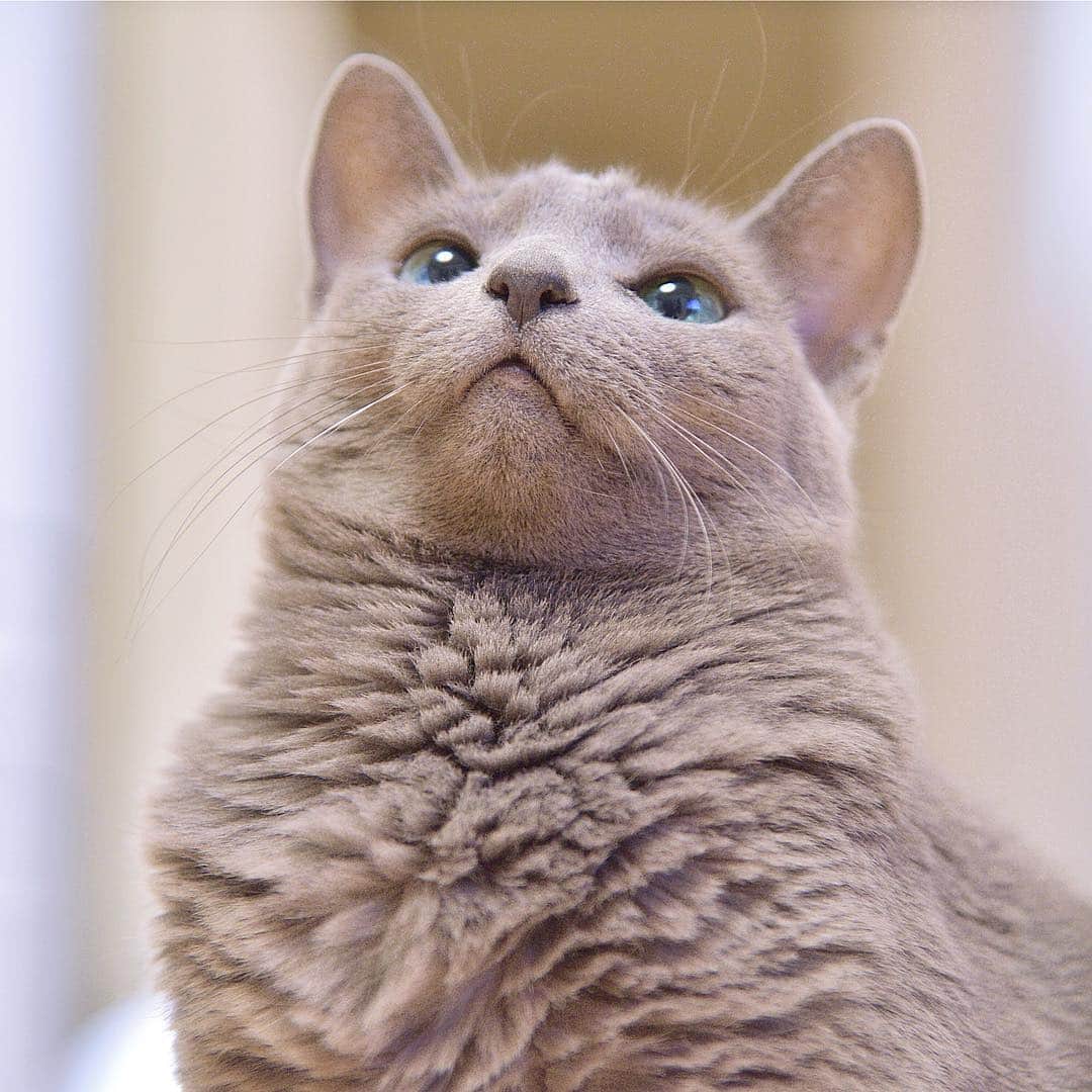 のインスタグラム：「★ Happy Friday 😸🌸★. . Did you miss me? Sorry for the wait😽💖 Recently mom is crazy about taking landscape photos so may post again 🙀 Apologies for her in advance 😹. . 私が登場しなくて寂しかった？ごめんね待たせちゃって😽💖最近サヨは風景写真撮るのに夢中だから又投稿するかも🙀. 予めママに代わってごめんしとくにゃ😹. . . ❤️ #pt_life_ #WeWantCats  #nyancontot  #picneko  #as_archive  #PETS_iLLife  #paw_smile_pictures  #bestcatsclub #balousfriends #catsofinstagram  #cats_of_world #catstocker  #excellent_cats #IGersJP #meowsandwoofs #meowfeature #nc_cuties  #light_nikon  #cat_features  #pets_perfection  #raw_pets #weeklyfluff #bestmeow #東京カメラ部 #みんねこ #ふわもこ部 #NEKOくらぶ #ロシアンブルー  #いぬすたねこすたグランプリ」