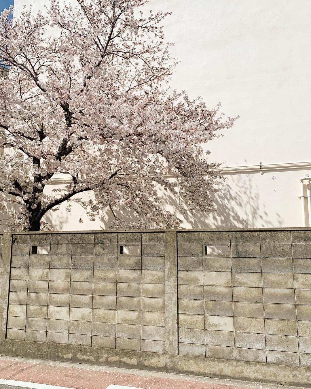 浦川望美さんのインスタグラム写真 - (浦川望美Instagram)「🌸」4月5日 21時26分 - noz_omi