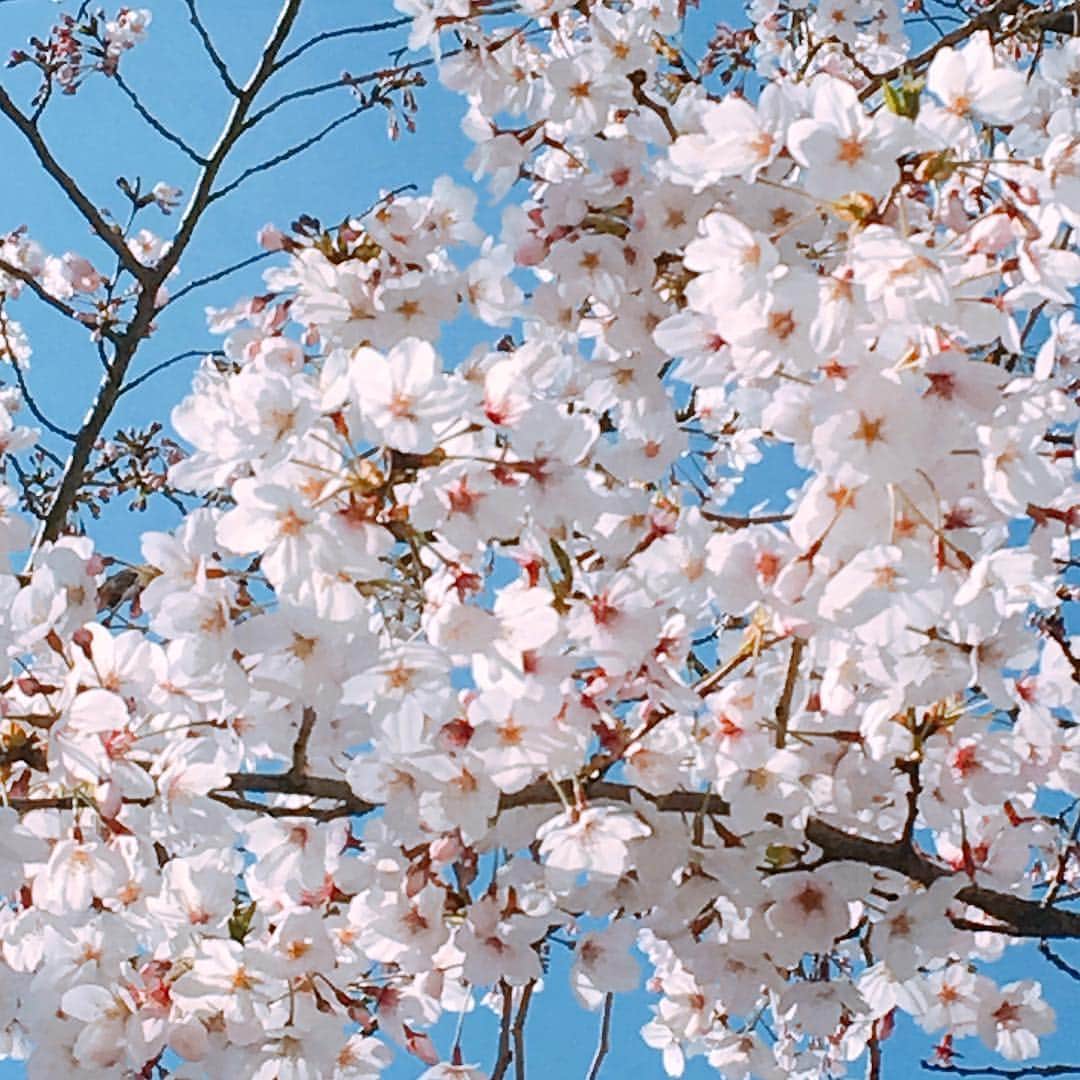 内田絢子さんのインスタグラム写真 - (内田絢子Instagram)「FM802から、歩いて10分のところにある、大川沿いの桜。毎年、必ず訪れる大好きな桜。  BRIGHT MORNINGを担当させていただいて、2年目の春。今朝は皆さんからいただいたメッセージに、いろんな『春』が詰まっていました♡新コーナーも始まり、週末への入り口、金曜日の朝、より楽しくお届けできたらなぁと思っています♬  オンエアの後、大川沿いでお弁当を食べながら、のんびりお花見。暖かくて、笑い声がいっぱい聞こえてくる楽しいお花見だったな♡  #大川沿いの桜 #大阪桜スポット #桜コレクション #fm802 #brightmorning」4月5日 21時30分 - uccijun