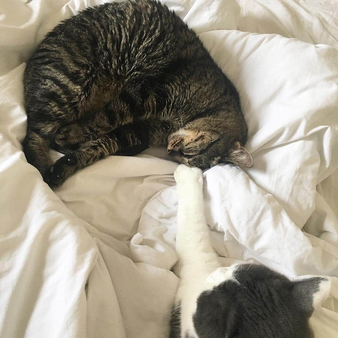 catinberlinさんのインスタグラム写真 - (catinberlinInstagram)「These two! ❤️ Have a great weekend! www.catinberlin.com」4月5日 21時32分 - catinberlin