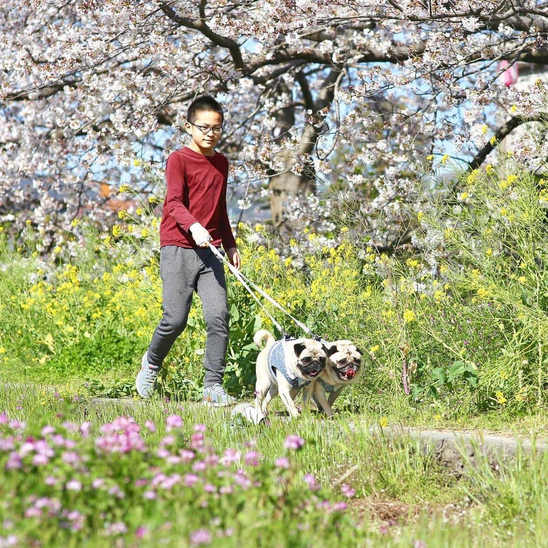 佐藤ルミナさんのインスタグラム写真 - (佐藤ルミナInstagram)「Spring has come🌸🐷🐷🐒 小田原の桜は週明けまで持ちそうです👍 #桜 #cherryblossom #odawara #pug #puglife #chuckとharry」4月5日 21時40分 - ruminasato