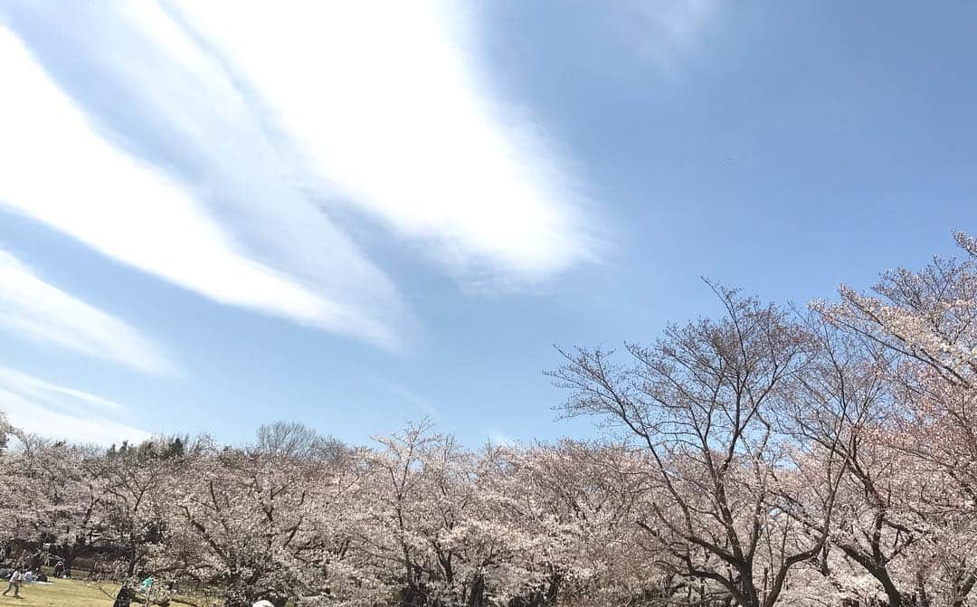 兼田恵さんのインスタグラム写真 - (兼田恵Instagram)「色んなお花が最高に美しくて、 わたしのお鼻は最高にムズムズ。 でもやっぱりお花見最高でした！  #昭和記念公園 #お花見 #花粉に負けるものか」4月5日 21時51分 - earl_megu