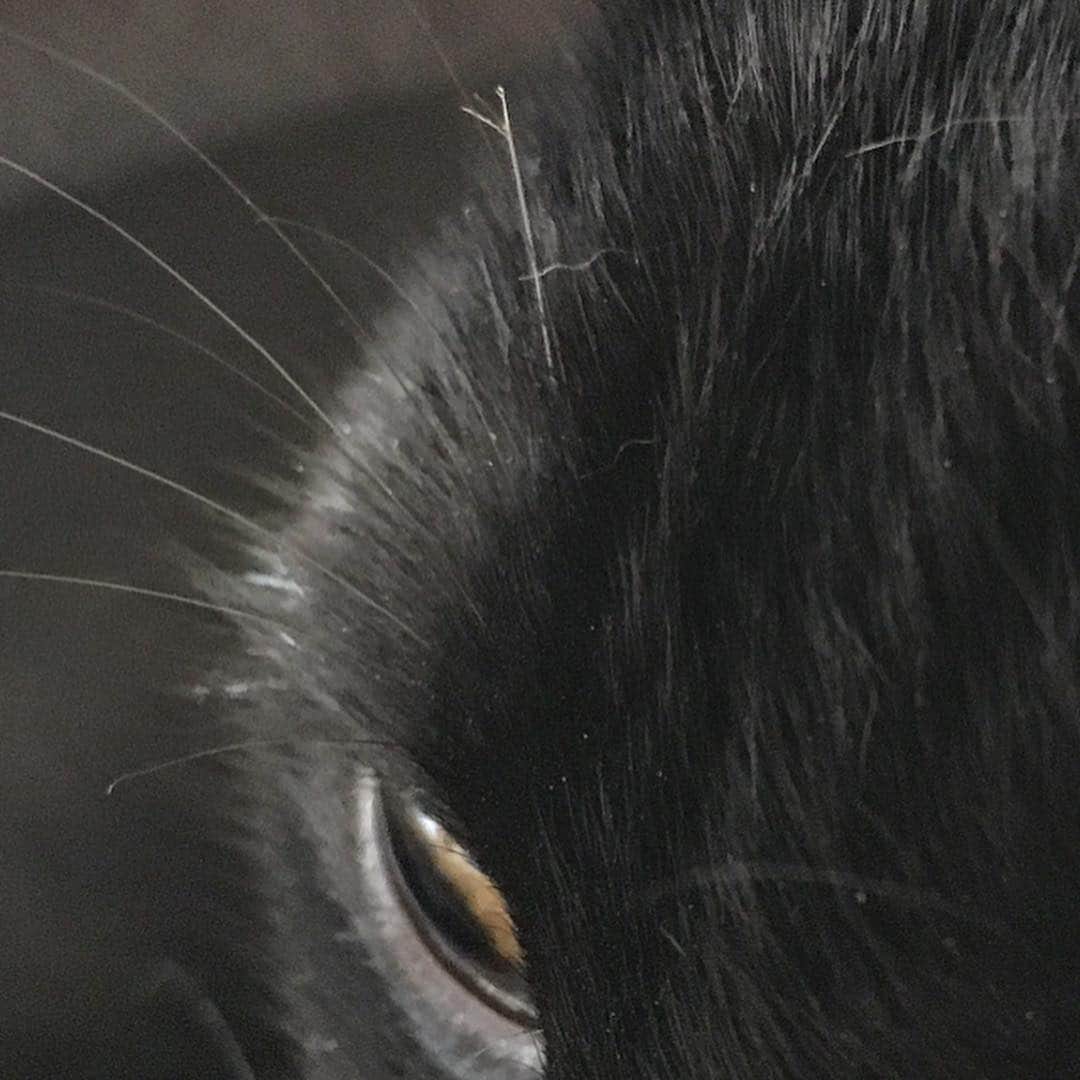 しおやてるこさんのインスタグラム写真 - (しおやてるこInstagram)「くろすけの右目上のヒゲみたいな毛がいつのまにか切れていて、そこだけ枝毛になっていた。なんとなく猫は枝毛に無縁な生き物と思ってたんだけど…😂 #黒猫」4月5日 21時51分 - shiochin1129