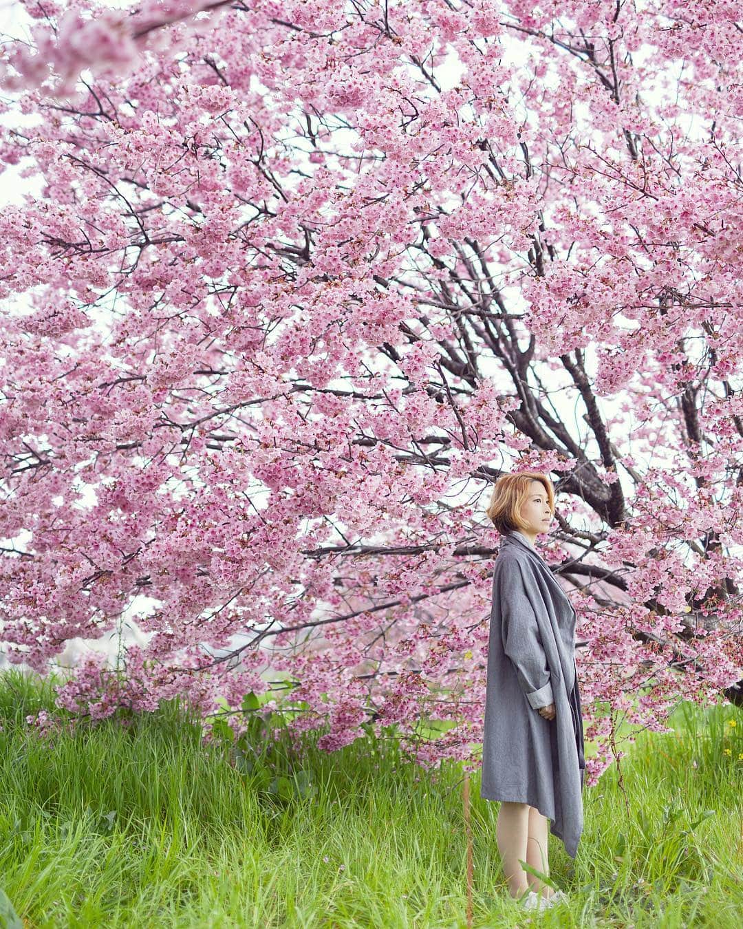 Najiiのインスタグラム：「Cherry blossoms - - model: @nao.morigo_painter (Happy birthday my old friend!:))」