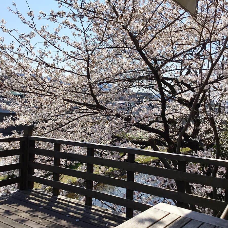Salon de Royal Kyotoさんのインスタグラム写真 - (Salon de Royal KyotoInstagram)「. . こんにちは サロンドロワイヤル京都店でございます。 . 京都は桜が満開となり華やかな街並みとなりました🌸✨ 本日は気候も良く、お外はお花見日和となっております☀️ 当店は席数が限られていますが、桜を見ながら川床での喫茶スペースもございます！🌸 . 京都店限定のケーキやマカロン、ボンボンショコラを召し上がりながらゆったりと過ごされるのはいかがでしょうか🍰☕️ . スタッフ一同、心よりお待ち申し上げております。 . . #サロンドロワイヤル京都##サロンドロワイヤル #京都#京都スイーツ#ボンボンショコラ#京都カフェ#チョコレートショップ#ショコラトリー#パティスリー#カフェ#cafe#cake#sweet#チョコレート#チョコ #ショコラ#chocolate#chocolatier#salonderoyal#kyoto#japan#桜#満開#お花見#マカロン#cherryblossom」4月5日 12時58分 - salon_de_royal_kyoto