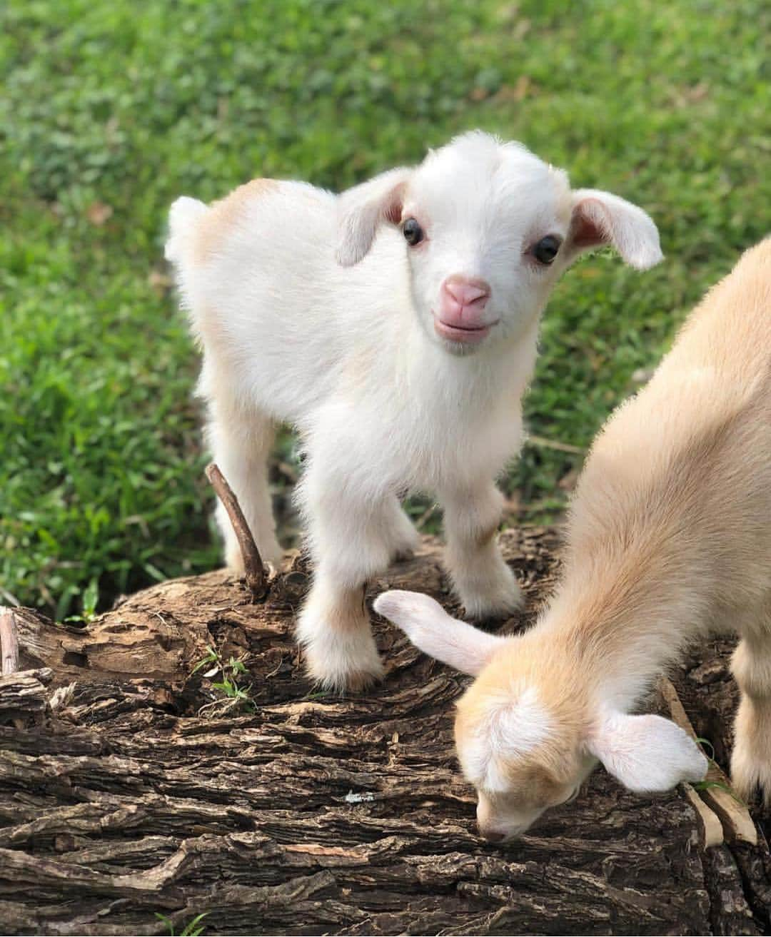 Wonderful Placesさんのインスタグラム写真 - (Wonderful PlacesInstagram)「How cute is Saturn the baby goat??? Tag your friends ✨😍😍😍✨ . Picture by ✨✨@gypsygoatfarm✨✨ #wonderful_places for a feature ❤️」4月5日 12時50分 - wonderful_places