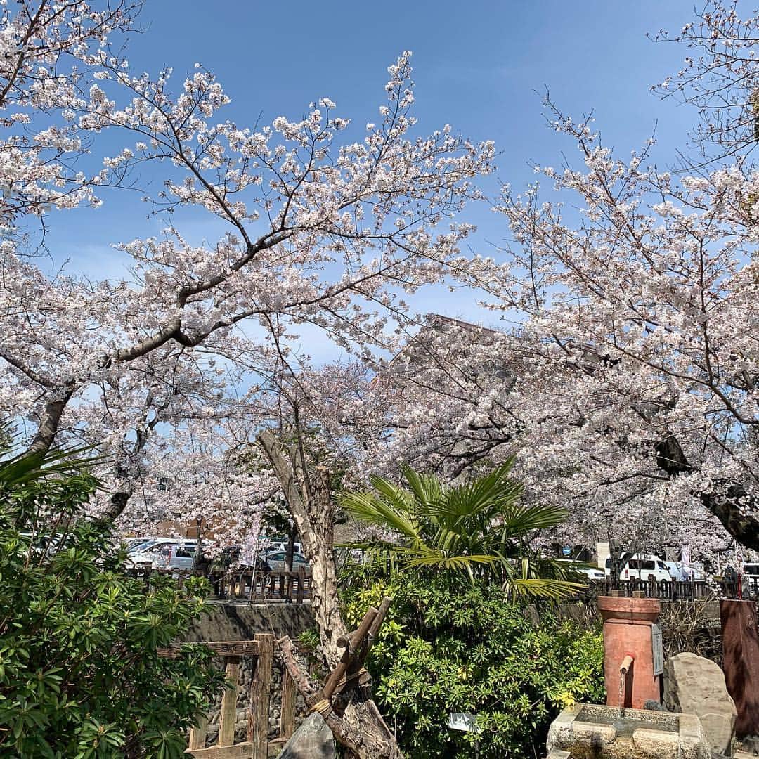 Yuka Mukaibayashiさんのインスタグラム写真 - (Yuka MukaibayashiInstagram)「暖かくなりましたね！ . まさに春！ . 何故か車はまだスタッドレス履いてます . もう桜の投稿いらない？ . と思いつつ、あまりにも綺麗なのでアップしちゃいます(^.^) . やっぱり桜のバックは青空ですよね♪ . そして夜桜も＾＾ . . . 身体を整え、コリや疲れもホッと楽に . ブログとホームページはこちら ご覧ください♪ . ✨esthe Ruang ブログ https://ameblo.jp/ruang-esthe . ✨esthe Ruang HP http://ruang.jimdo.com . #水門川 #桜満開 #やっぱ青空だね #skyフェチ #エステるあん #大垣市  #ボディ #フェイシャル #プライベートサロン #完全予約制 #アンチエイジング #お客様の笑顔 #Ｏ2クラフト #ミレイ #高濃度酸素オイル #疲労回復 #小顔効果  #たるみ #疲れ #パワーレメディ #バランスリフト #肩こり #首こり #背中が重い #ボディメイク #リフトアップ #女子力アップ  #むくみ #スッキリ」4月5日 12時53分 - ruang2013510