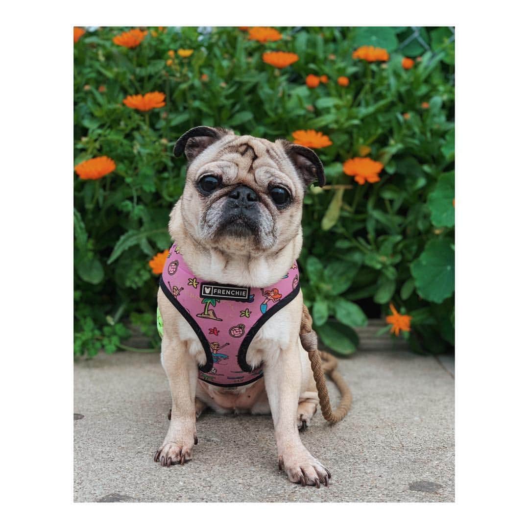 Melissa Santiagoのインスタグラム：「The fuzziest little flower #DailyPug #LeicaHarrietPancakes」
