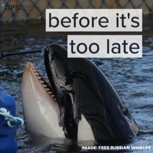 WildLifeのインスタグラム：「Via @oceanicpreservationsociety CALL TO ACTION: Please share and help us raise critical funds to support #WhaleAidRussia by going to whaleaidrussia.funraise.org (linked in our bio).」