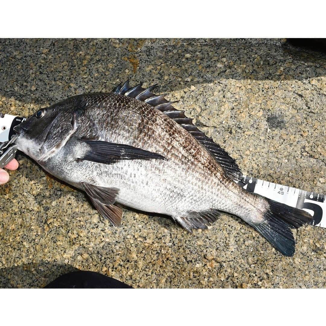 レジャーフィッシングさんのインスタグラム写真 - (レジャーフィッシングInstagram)「取材のひとコマ 香川県詫間沖にて  2019年４月２日の釣果。体高がある見事な魚体。瀬戸内チヌはいいシーズンを迎えています。 ＃レジャーフィッシング　#LF取材のひとコマ　＃釣り　＃チヌ　＃黒鯛　＃魚」4月5日 13時00分 - leisurefishing