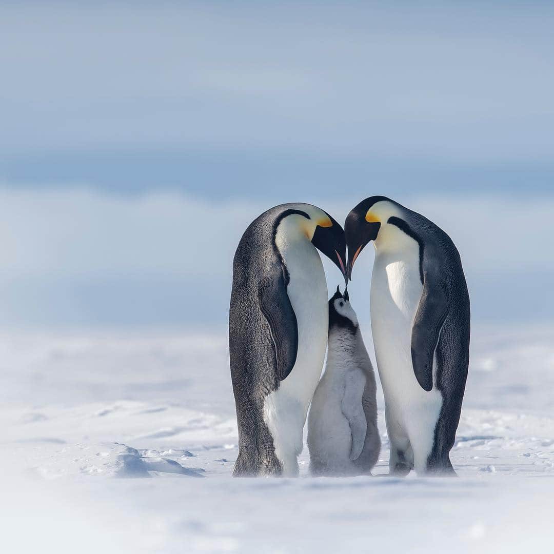 Nikon Australiaさんのインスタグラム写真 - (Nikon AustraliaInstagram)「"This image was captured on the Antarctic sea ice, we walked several miles from our camp to the emperor penguin colony. It depicts a shared responsibility the emperor penguins assumes raising their chicks" - @thomasrajanphotography  Camera: Nikon D5 Lens: AF-S NIKKOR 400mm f/2.8E FL ED VR  Settings: 1/2000 | F6.3 | ISO 640  #MyNikonLife #Nikon #NikonAustralia #NikonTop #NikonPhotography #NikonPhotographers #NIKKOR #Photography #NikonPhotographer #VisitAustralia #WildlifePhotography」4月5日 13時01分 - nikonaustralia