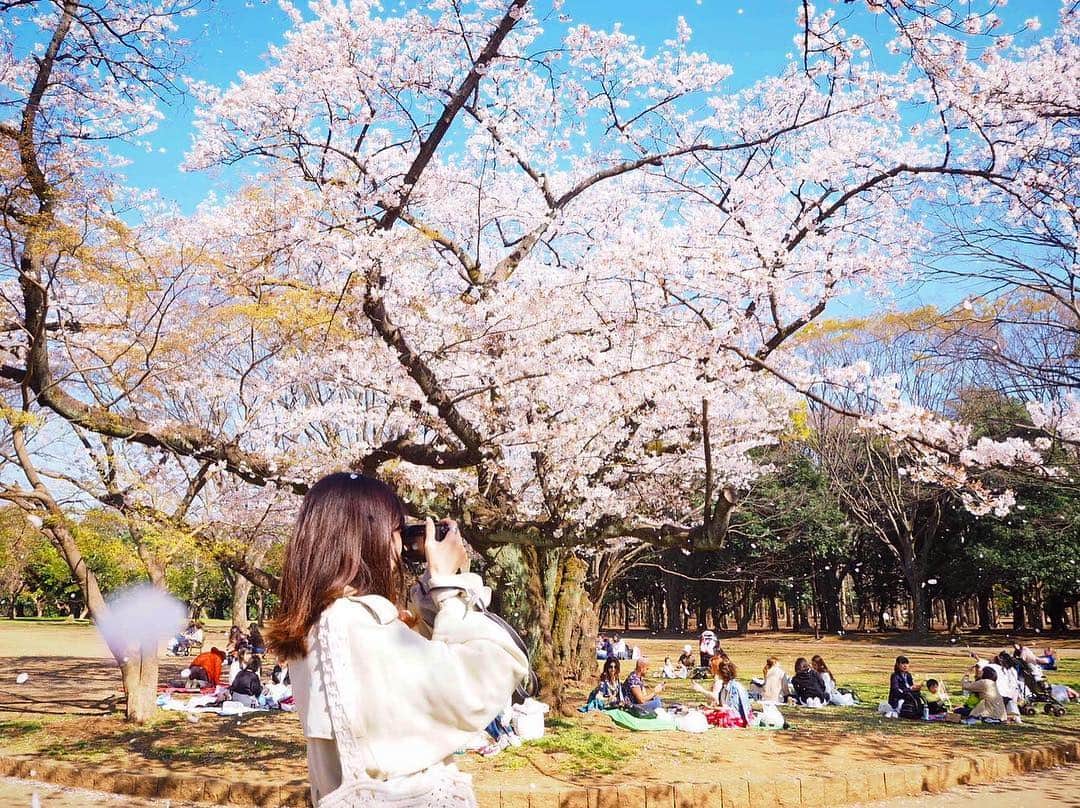 吉田友利恵さんのインスタグラム写真 - (吉田友利恵Instagram)「桜が舞う。 はしもっちゃんと3年目のお花見❀ 必死に撮る私を撮ってくれていた☺︎ 頭に桜✿ @romiron5」4月5日 13時17分 - _yurieyoshida_