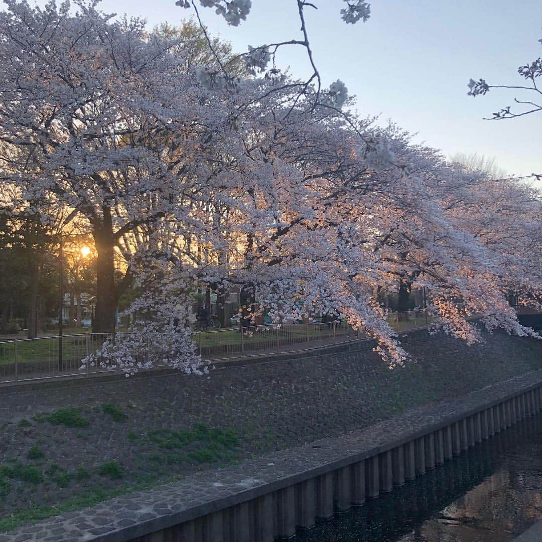 本田みずほさんのインスタグラム写真 - (本田みずほInstagram)「作業中、お花見したいと言っていたら、お昼ご飯休憩(って夕方近かったけど)にちょいとお散歩して桜を見に行けた🌸 綺麗だった💖 疲れすぎて眠すぎてお腹すきすぎていたから、なおさら癒された！ 本当はごろりとゴザに寝っ転がって桜を見上げたかったけど、そんなことはできず、歩くだけだったけど、行けてよかった。 夕陽が暖かかったな💖」4月5日 13時25分 - mizuhonda0422