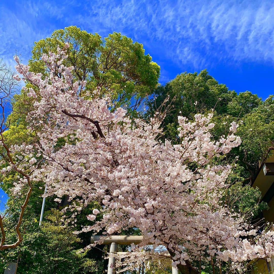 松尾貴史さんのインスタグラム写真 - (松尾貴史Instagram)「家を出て、とある噺家の師匠宅へ歩いて向かう途中、ちょいと神社に立ち寄り桜で目の保養🌸  穏やかな……と言いたいが、風が凄いのですよ。  #桜 #風 #春 #花 #世田谷 #次期会長」4月5日 13時38分 - kitsch.matsuo