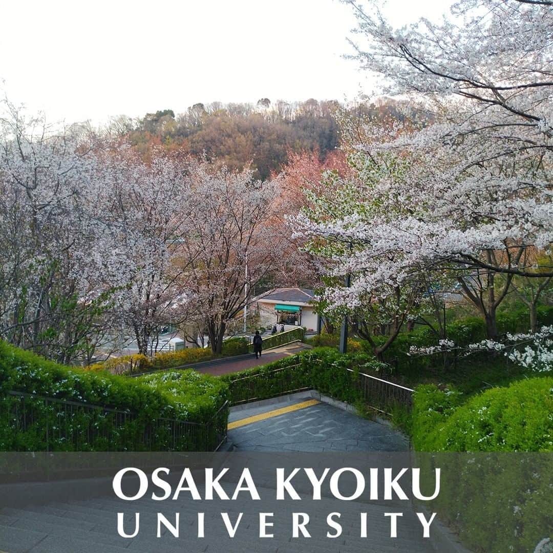 大阪教育大学のインスタグラム：「#daigaku#大学#大学生#大阪教育大学#大阪教育大#大教大#大阪#国立大学#2019春桜」