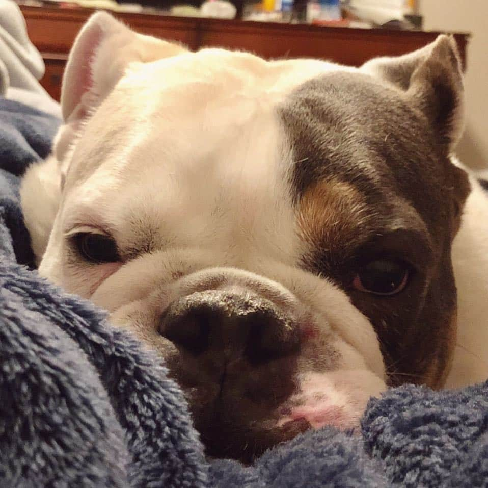 Bodhi & Butters & Bubbahさんのインスタグラム写真 - (Bodhi & Butters & BubbahInstagram)「My favorite face to fall asleep to 🥰💤 . . . . #bulldog #puppy #dulce #sueños #sweet #dream #sleep #goodnight #cute」4月5日 13時44分 - keonistuff